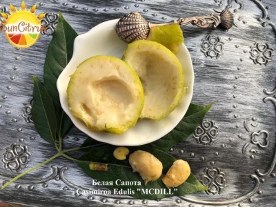 CasimiroaEdulisMCDILL4