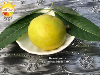 Casimiroa_Edulis_MCDILL_2