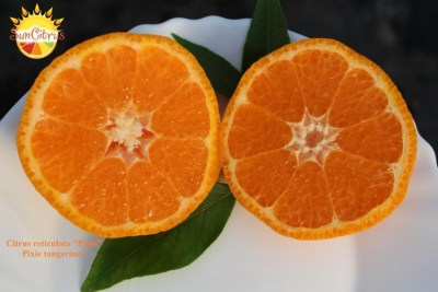 Citrus_reticulata_Pixie_C_reticulata_Pix_Mandi_Pixie_tangerines_-_копия1