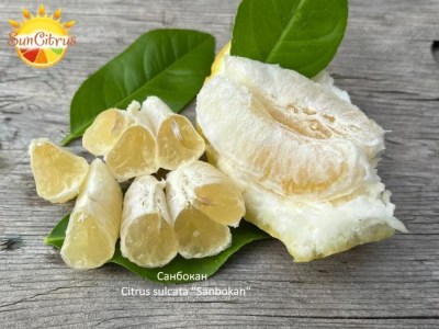 Citrus_sulcata_Sanbokan__копия