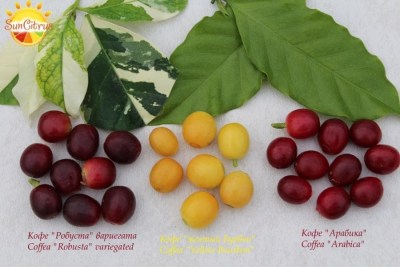 Coffea_Robusta_Burbon_Arabica_-_копия