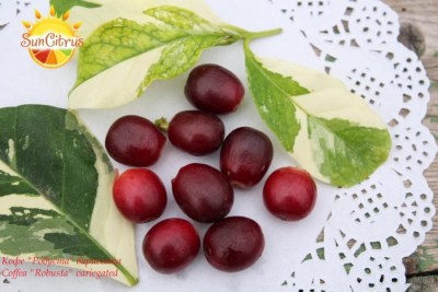 Coffea_Robusta_variegated_-_копия