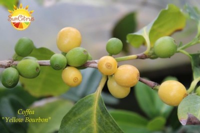 Coffea_Yellow_Bourbon_1