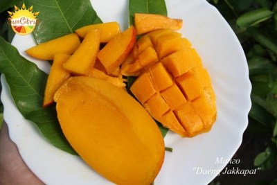 Daeng_Jakkapat_1_-_копия