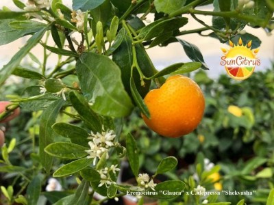 Eremocitrus_Glauca_x_С._depressa_Shekvasha