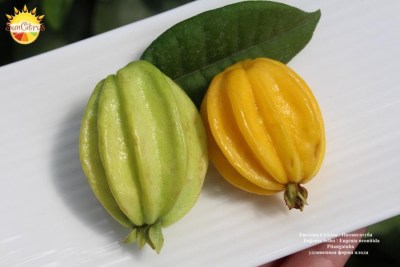 Eugenia_Selloi_Eugenia_neonitida_Pitangatuba_-_копия