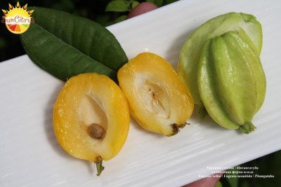 Eugenia_Selloi_Eugenia_neonitida_Pitangatuba_1_-_копия