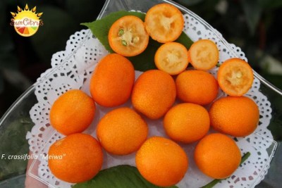 F._crassifolia_Meiwa
