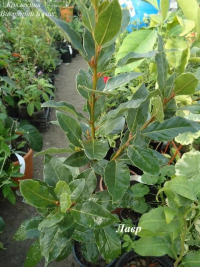 Laurus