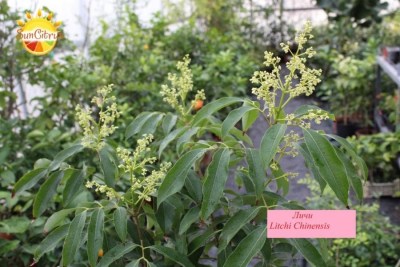 Litchi_Chinensis_1_-_копия