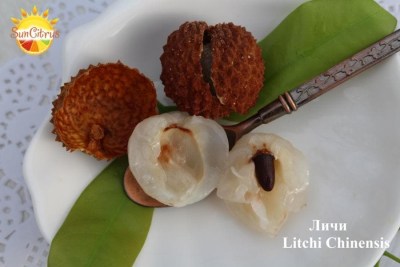 Litchi_Chinensis_Vulakh