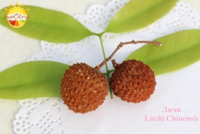 Litchi_Chinensis_vulah_2