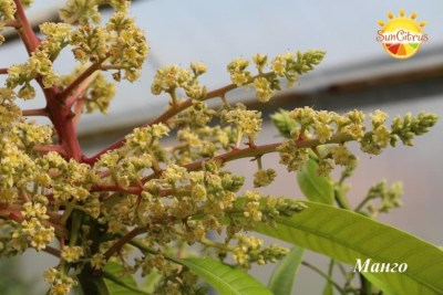 Mangifera_Indica_Irwin_flower1_-_копия