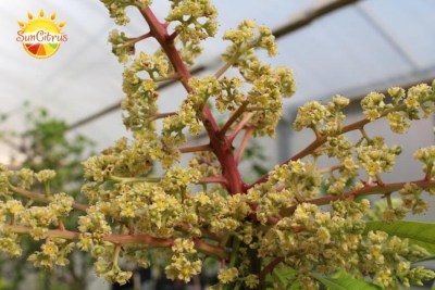 Mangifera_Indica_Irwin_flower_2_-_копия