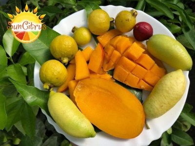 Mango_D_J_-_копия