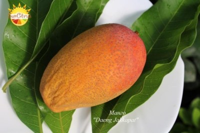 Mango_D_J_копия