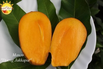 Mango_Daeng_Jakkapat_копия