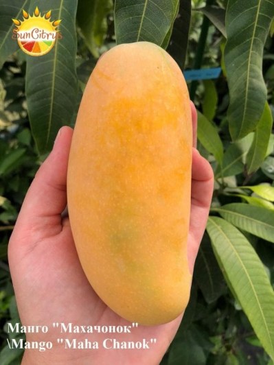 Mango_MahaChanok