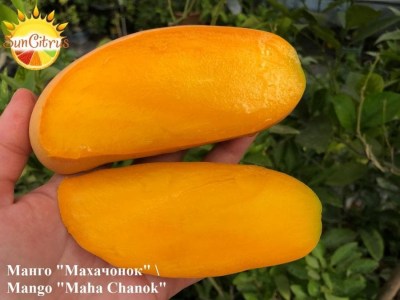 Mango_Maha_Chanok_1