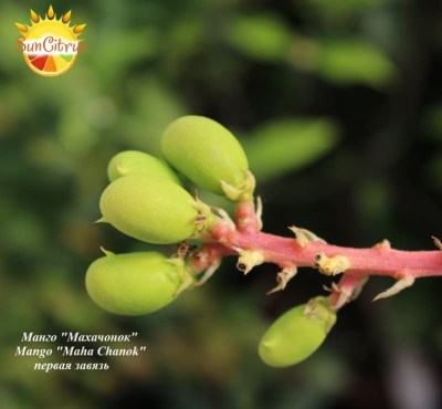 Mango_Maha_Chanok