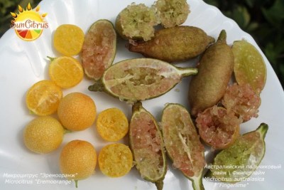 Microcitrus_-_копия