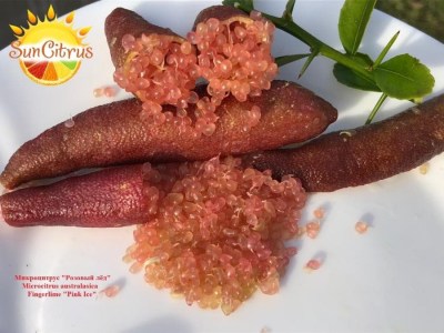 Microcitrus_australasica_Pink_Ice
