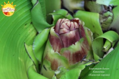 Musa_Dwarf_Cavendish_-_копия