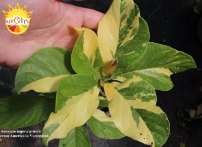Persea_Americana_Variegated_Авокадо_вариегатный_-_копия