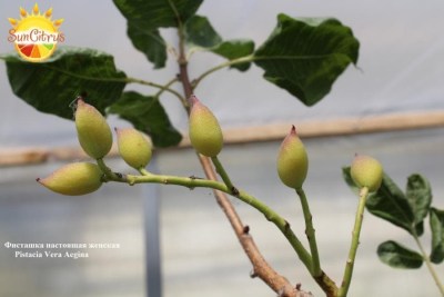 Pistacia_Vera_Aegina