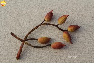 Pistacia_Vera_Aegina_femmina