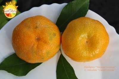 Small_Ciaculli_mandarin_-_копия
