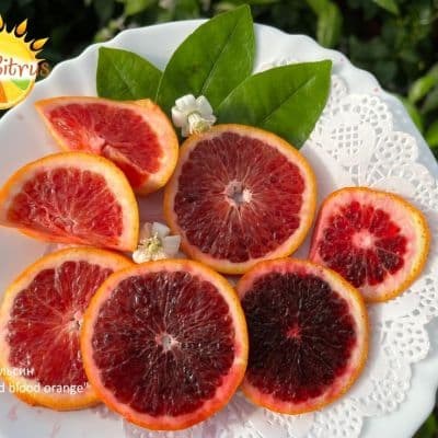 Smith_Red_blood_orange_1-fill-400x400
