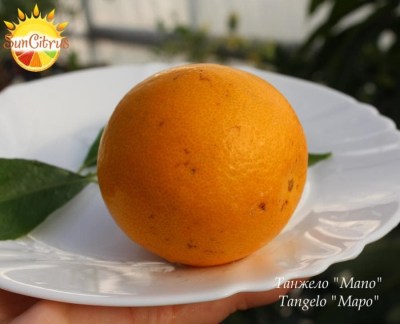 Tangelo_Mapo_-_копия