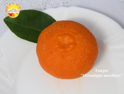 Tangor_Ortanique_nucellare_-_копия