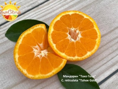 Taxoe_Gold_1__копия