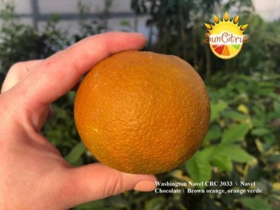 Washington_Navel_CRC_3033_Navel_Chocolate_Brown_orange_orange_verde_16