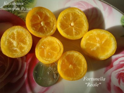 frealle2