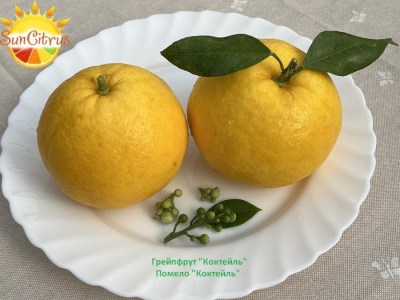 paradisi_Cocktail_1