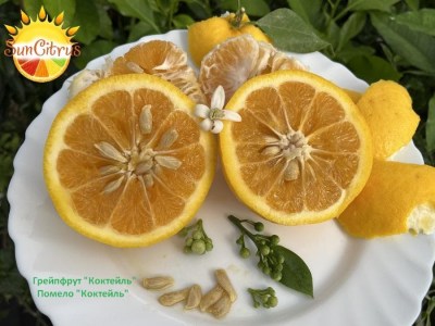 paradisi_Cocktail_2