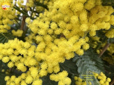 Аcacia_dealbata_1