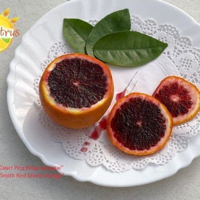 С._sinensis_Smith_Red_blood_orange_Red_Valencia__копия-fill-400x400