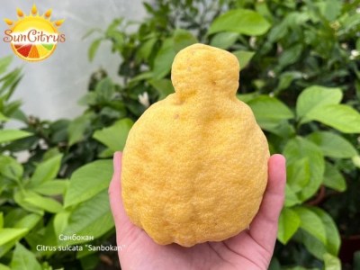 Санбокан_Citrus_sulcata__копия