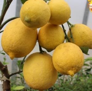 Лимоны \ С. Limon