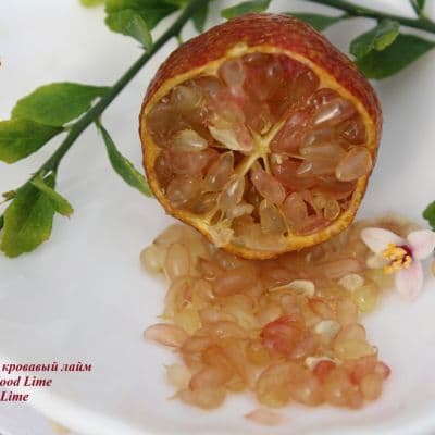 Australian Blood Lime Red Center Lime4 копия