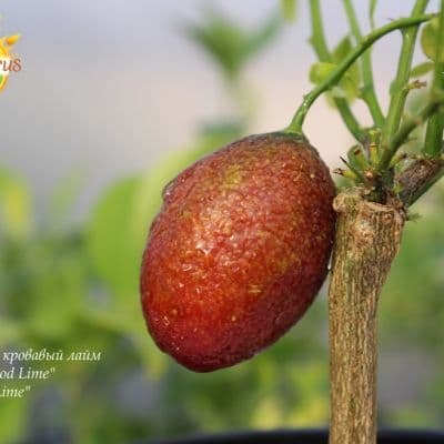 Australian Blood Lime Red Center Lime 1 копия