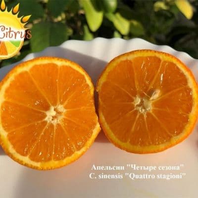 C. sinensis Quattro stagioni Апельсин Четыре сезона 2 копия