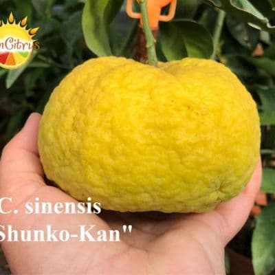 C. sinensis Shunko Kan
