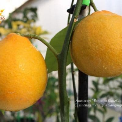 C. sinensis Vaniglia Sanguigno Acidless sweet orange 1 копия