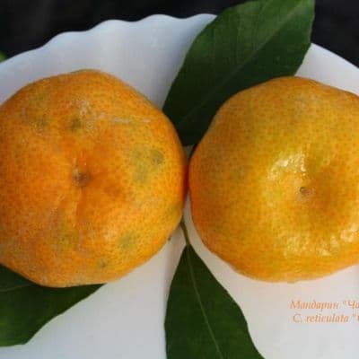 Small Ciaculli mandarin копия
